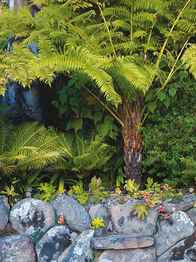Tree Ferns, Rock Wall
Mediterranean Berkeley Garden, Photo Gallery
Brandon Tyson
Berkeley, CA
