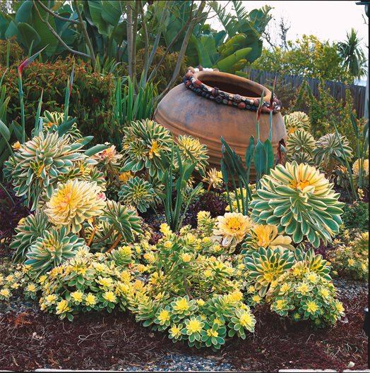 Variegtated Aeonium, Terra Cotta Urn
Mediterranean Berkeley Garden, Photo Gallery
Brandon Tyson
Berkeley, CA