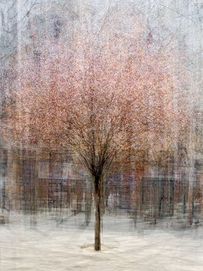 pep ventosa's trees in the round - gallery garden design