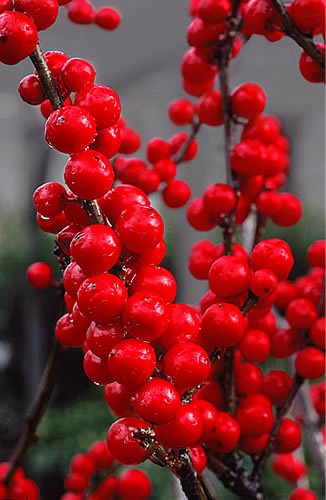 Trees and Shrubs with Colorful Fruit in Fall and Winter