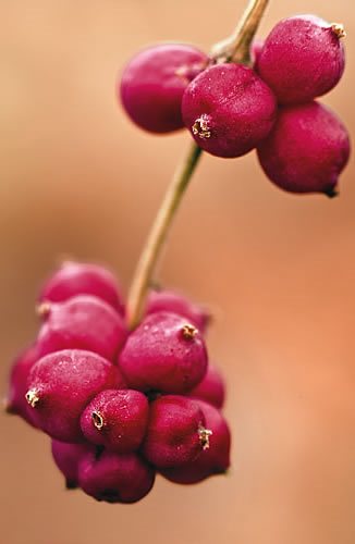 Plants with Berries  Top Trees & Shrubs with Colorful Berries