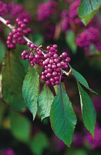 Plants with Berries Top Trees &amp; Shrubs with Colorful 