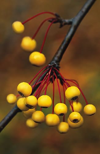 Plants with Berries, Top Trees & Shrubs with Colorful Berries