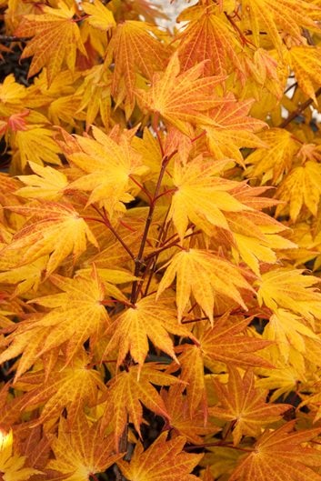 Gold Maple Leaf T-shirt Fall Leaves Acer Tree Orange Autumn -  Israel