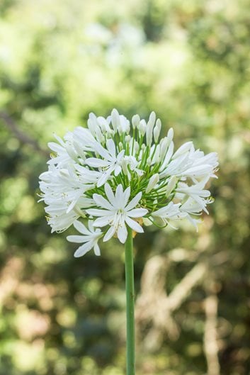 Agapanthus Plant Varieties & Care | Garden Design