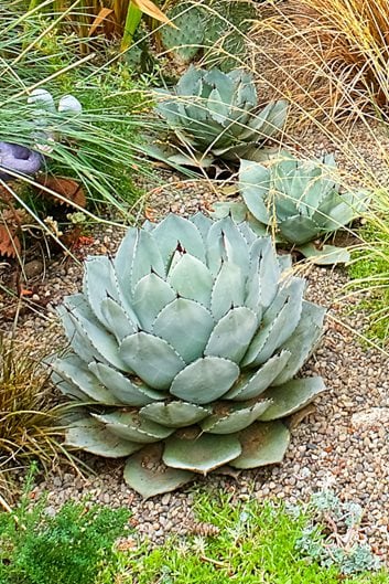 https://www.gardendesign.com/pictures/images/675x529Max/site_3/agave-plant-light-blue-agave-plant-garden-design_17538.jpg