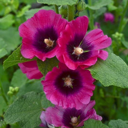 Growing Hollyhocks: Planting & Caring for Hollyhock Flowers | Garden Design