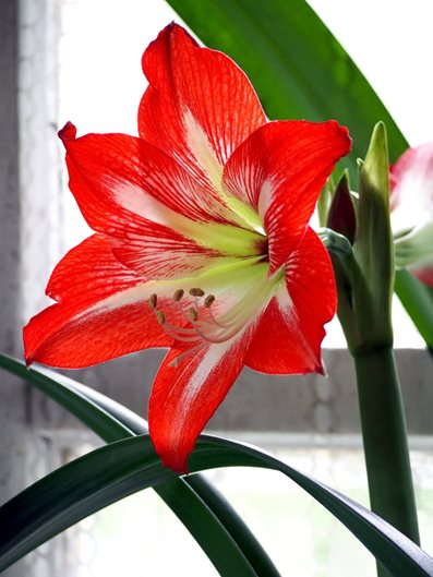 amaryllis belladonna poisonous to dogs