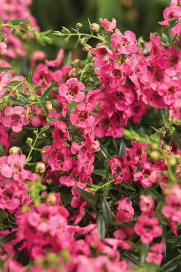 Pink Flowers For Your Garden