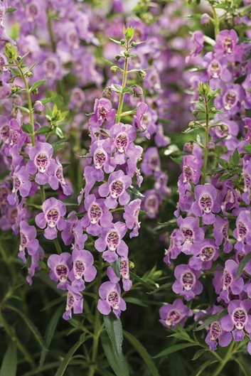 12 Types of Wildflowers for Summer Gardens