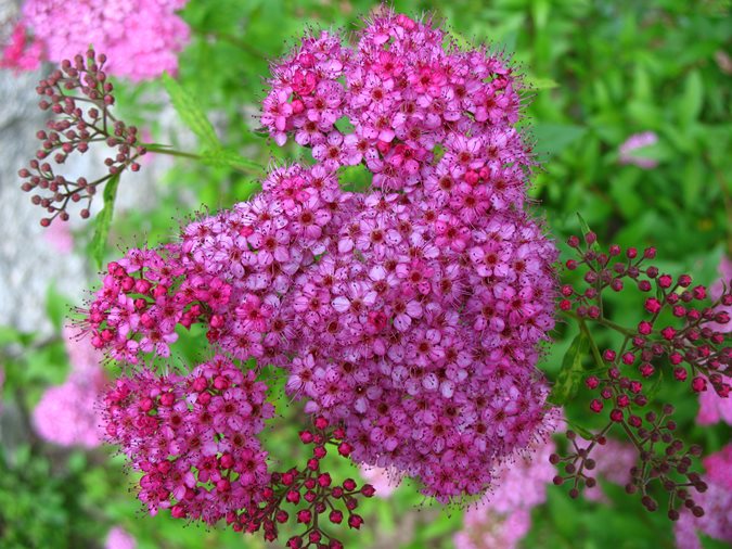 14 Best Flowering Shrubs Garden Design Anthony Waterer Spirea