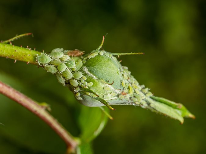 Natural Ways to Get Rid of Insects in Your Home