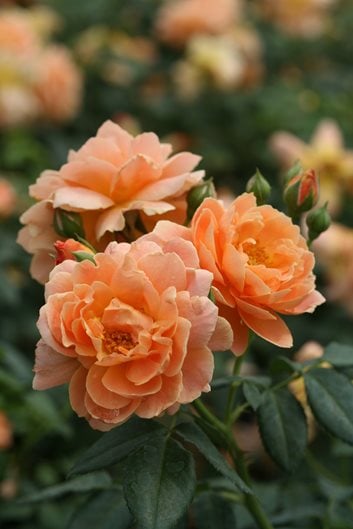 The Sweetheart Rose Has Delicate Pink Blooms With a Honeyed Fragrance