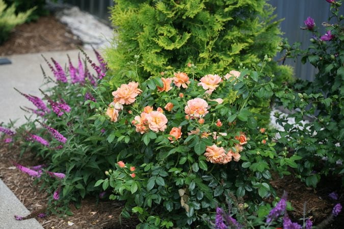 Tips to plant a beautiful rose garden