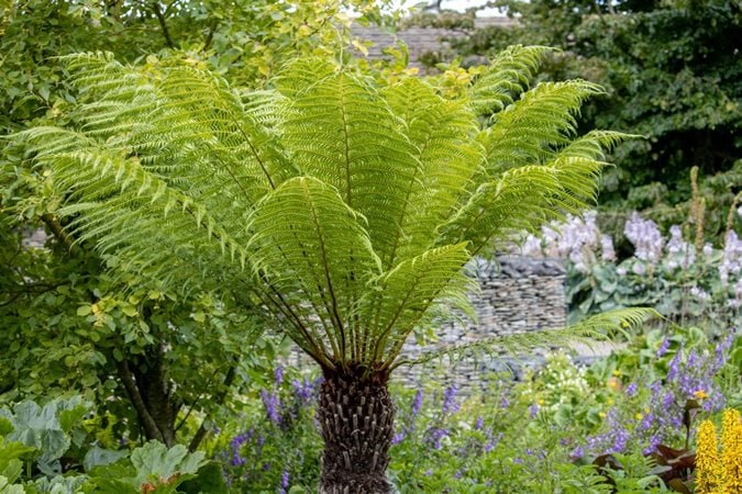 Image of Ferns shrub