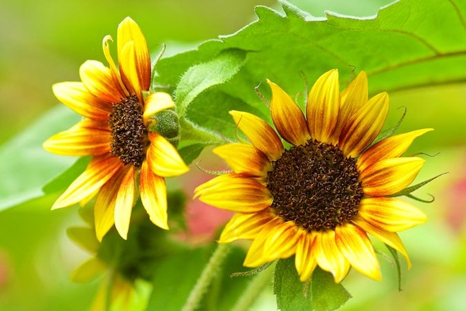 20 Summer Flowers to Grow in Your Garden | Garden Design