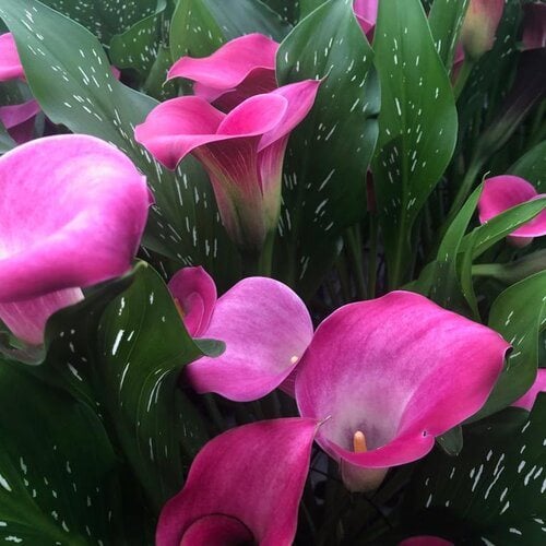 How to Grow and Care for Calla Lily Flowers | Garden Design