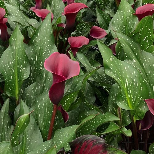 Best Companion Plants For Calla Lilies - baf3