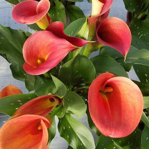 How to Grow and Care for Calla Lily Flowers | Garden Design