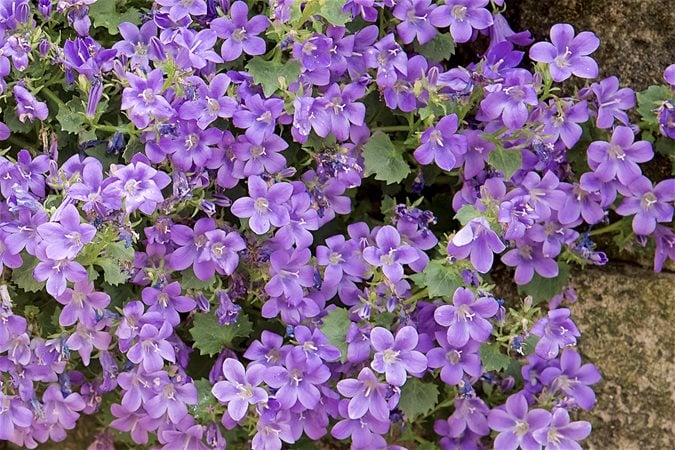 Purple Flowers To Brighten Your Garden