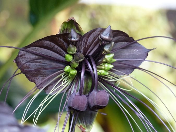 Plant black sales