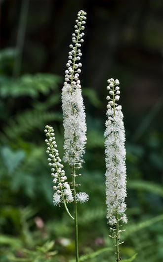 Cat mint hi-res stock photography and images - Page 3 - Alamy