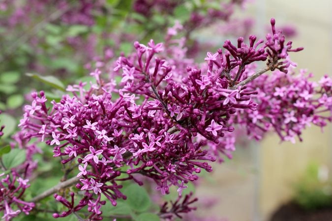 Lilac Growing Guide - How to Care for Lilac Bushes