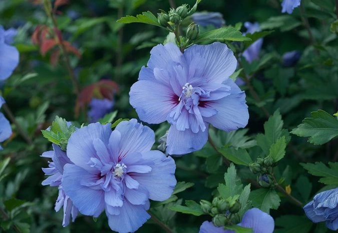 Top 20 Blue Flowers for Your Garden