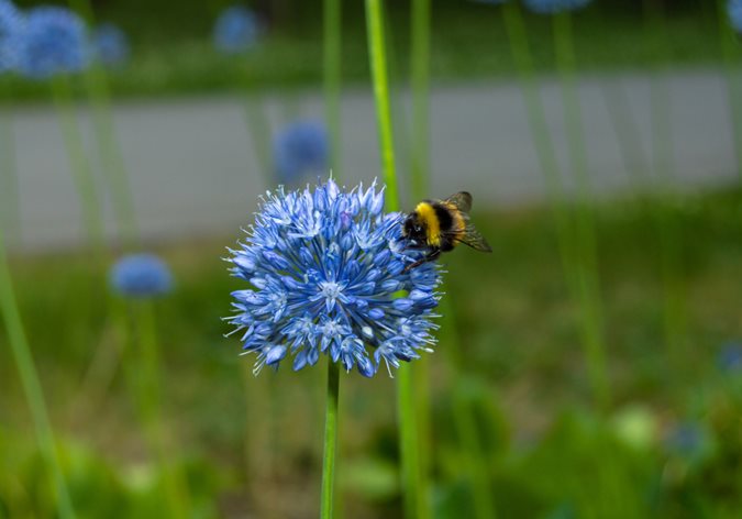 Bees Help Garden Flowers