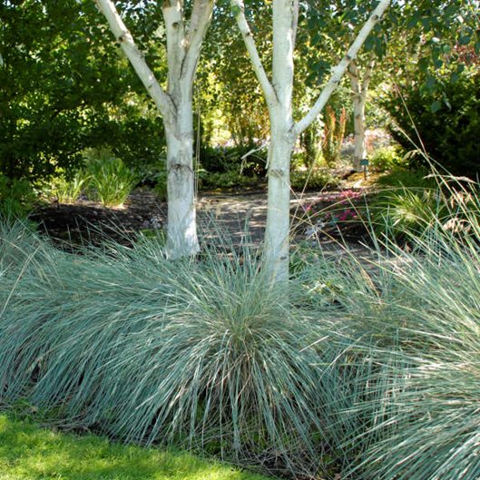 Grass shrubs clearance