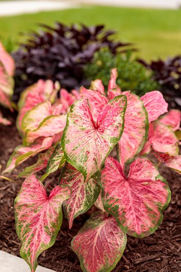 12 Plants with Colorful Leaves for Brightening Up Your Garden
