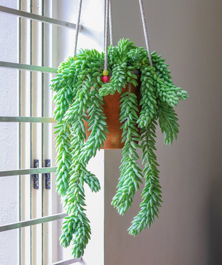 Artificial Trailing Spanish Moss Plant From Evergreen