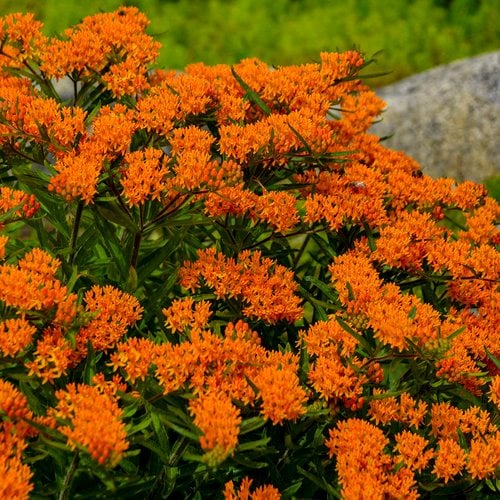 Top 25 Orange Flowers For Your Garden