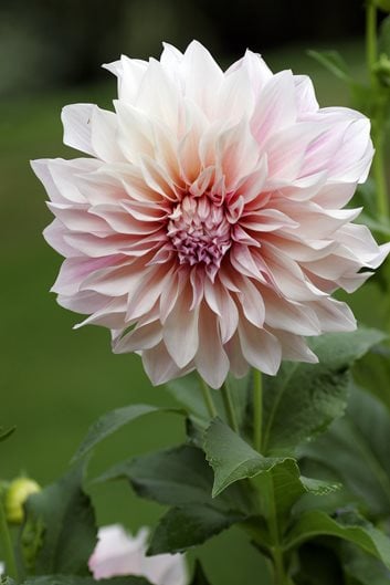 Types of Dahlias | Garden Design