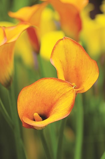 How to Grow and Care for Calla Lily Flowers | Garden Design