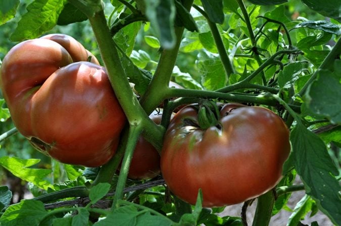 The 5 Best Beefsteak Tomato Varieties To Grow In Your Garden