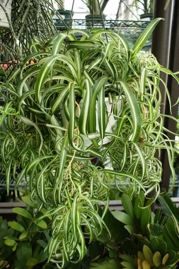 chlorophytum comosum bonnie indoor hanging plant millette photomedia 12376