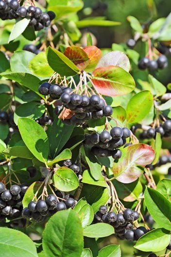 Plants with Berries, Top Trees & Shrubs with Colorful Berries