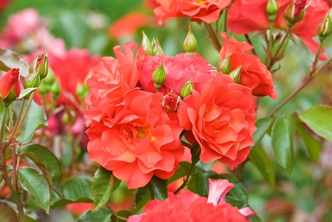 Types of Roses and Rose Care