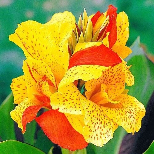Canna Lily Plant Care & Growing Tips