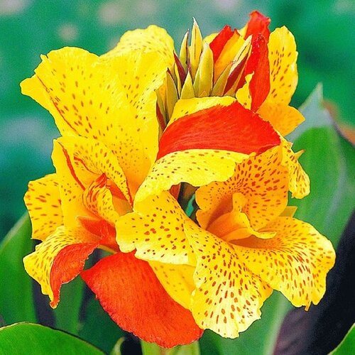 A Guide to Growing Colorful Cannas (Canna lilies)