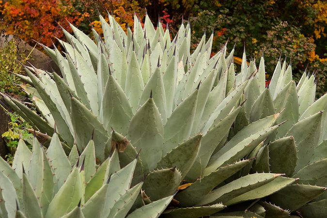 Bold spiky agave demonstrating coarse texture in the garden