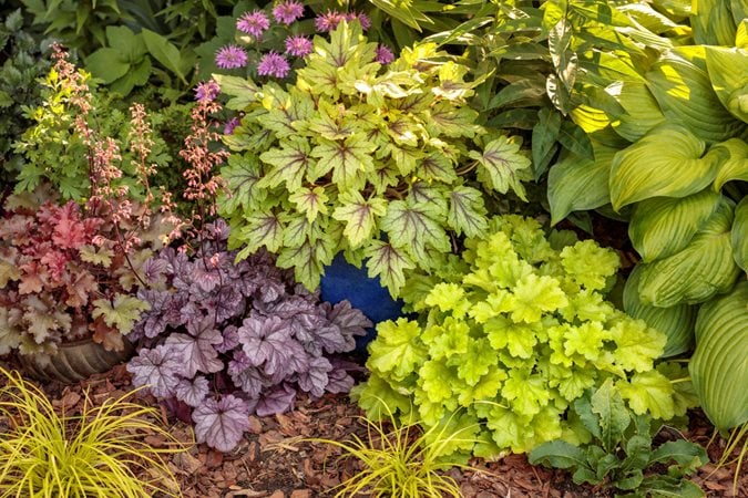  Best Outdoor Foliage Plants To Grow Garden Design - Best Outdoor Plants For Garden