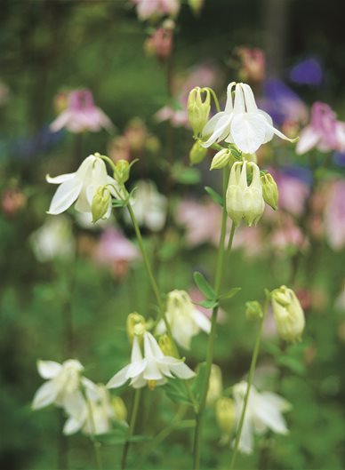 Columbine leaves turning purple