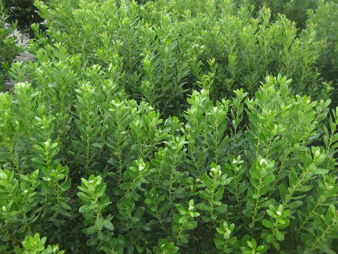 10 Best Evergreen Shrubs Garden Design Compacta Inkberry Holly