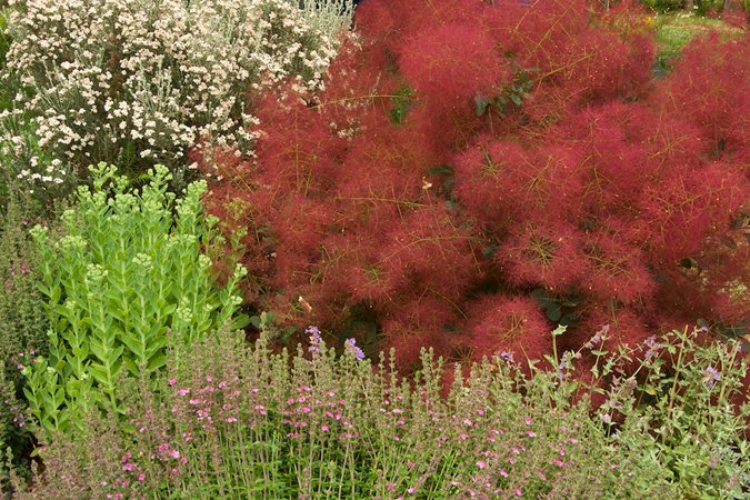 Finely textured smoke tree plumes contrasting with bold sedum foliage