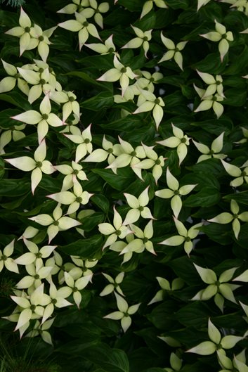 Dogwood Trees: Planting, Care and Facts | Garden Design