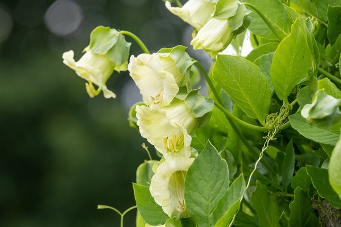 Buy Climbing Vines For Sale Online