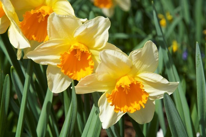 DWARF DAFFODIL NARCISSUS YELLOW GARDEN AUTUMN BULBS SPRING FLOWERING CORM  PLANT