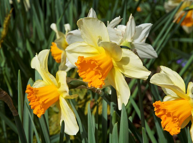 are daffodil plants poisonous to cats and dogs